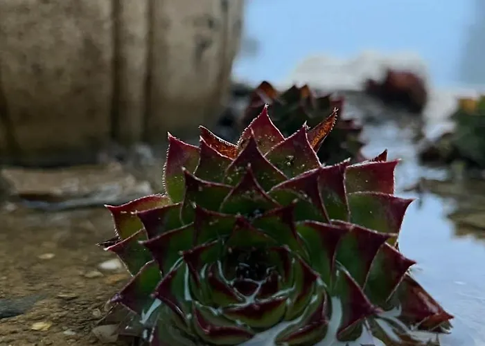 Apartment Cedar Heights 1 виванко а7 Pamporovo